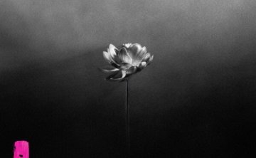 【Hi-Res】Little Simz – Lotus [Flac 24Bit-96kHz]
